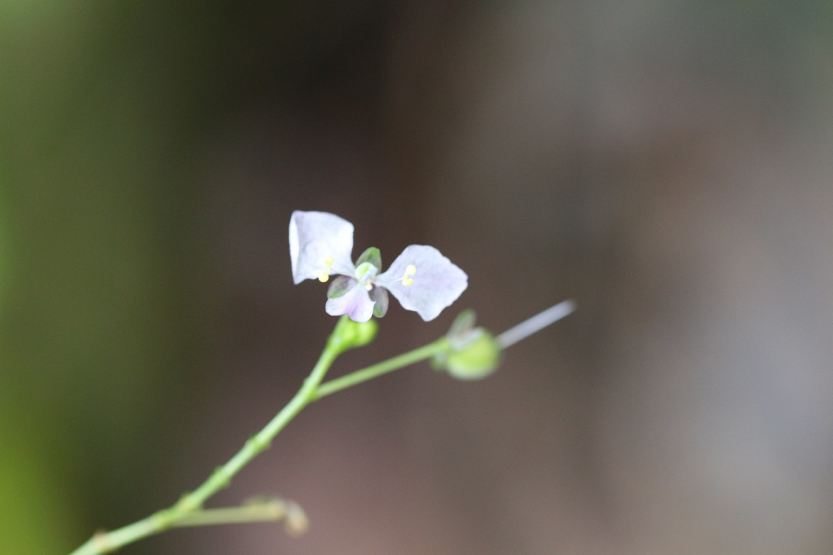 Rhopalephora scaberrima (Blume) Faden